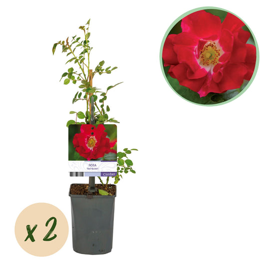 ❤️ Rosa ‘Red Queen’ – Klimroos (2 Stuks)