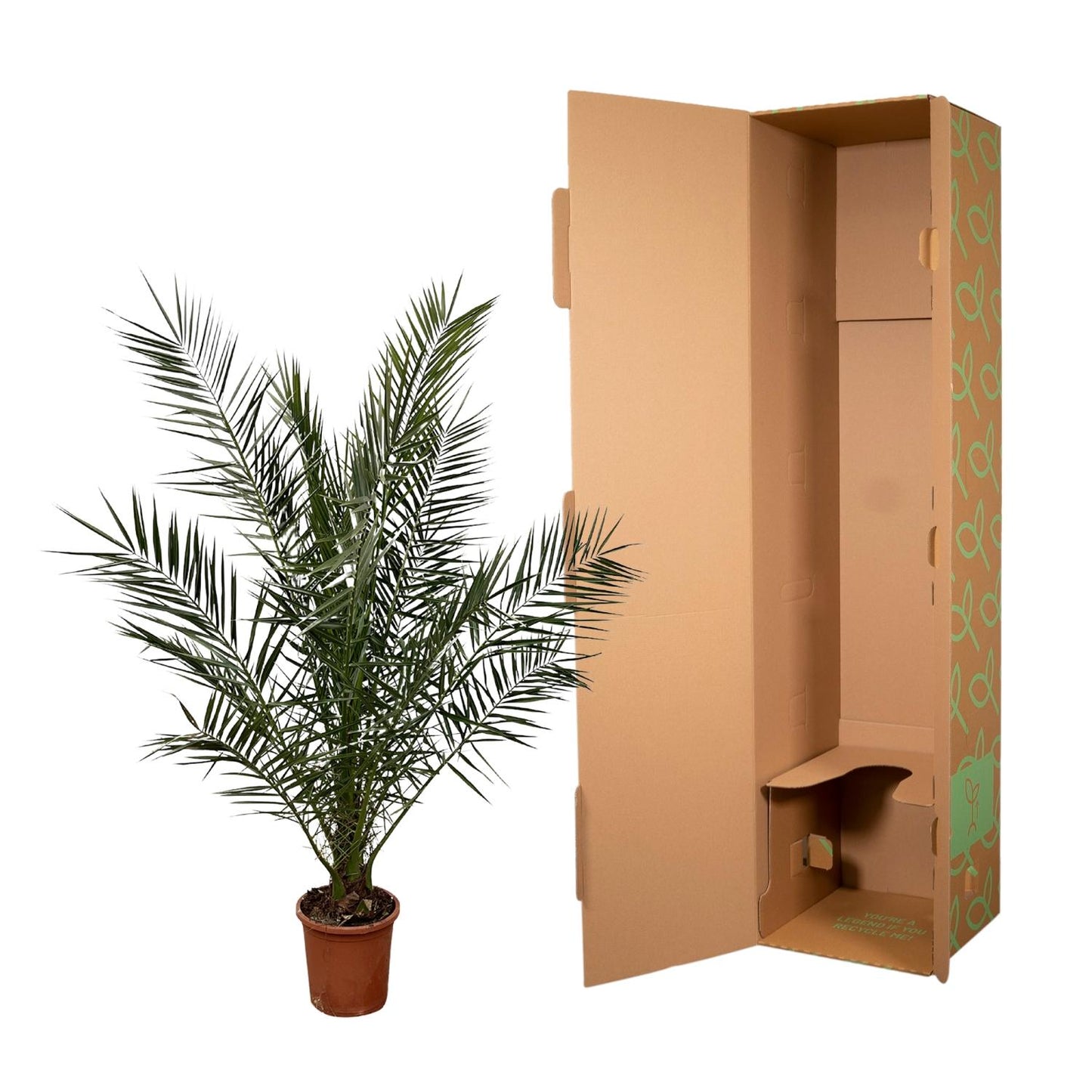 🌴 Phoenix Canariensis – Canarische Dadelpalm