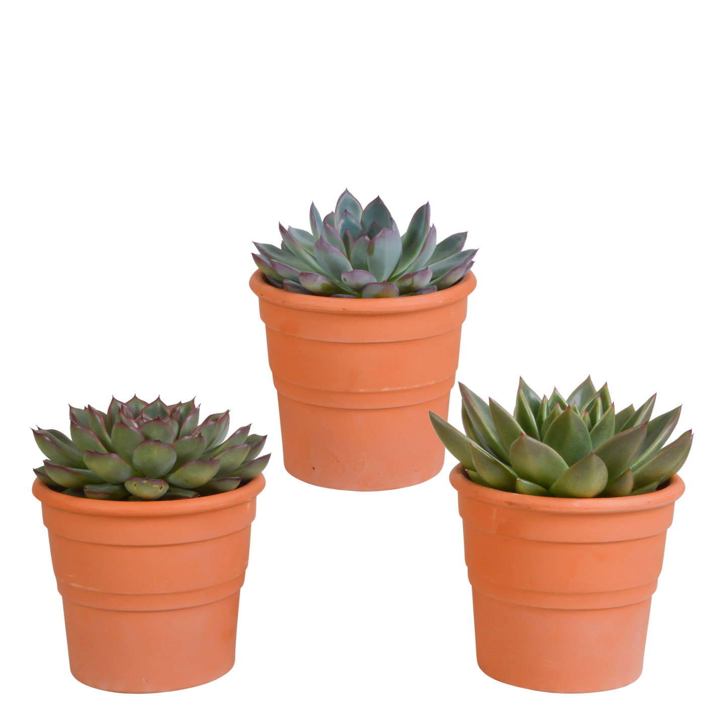 🌵 Echeveria Mix – Terracotta pot (3 stuks)