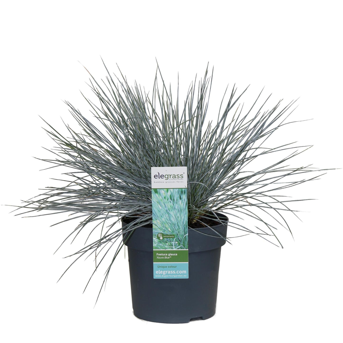 💙 Festuca glauca ‘Azura Blue’ – Blauw Siergras