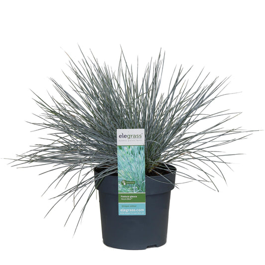 💙 Festuca glauca ‘Azura Blue’ – Blauw Siergras
