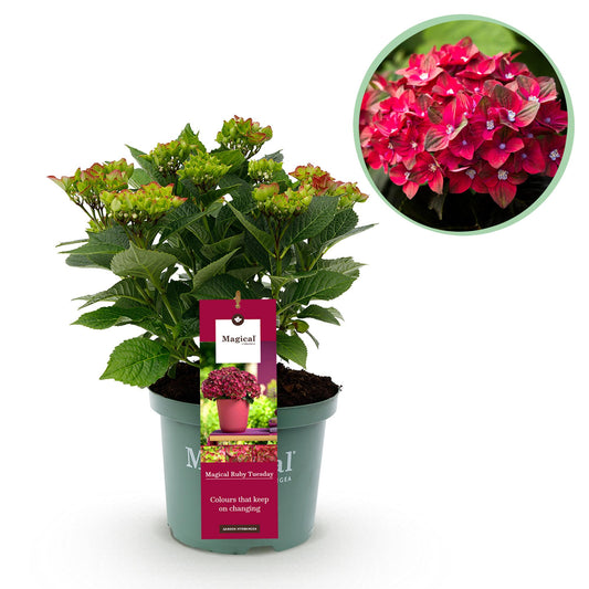 ❤️ Hydrangea ‘Magical Tuesday & Sapphire’ – Rode Hortensia