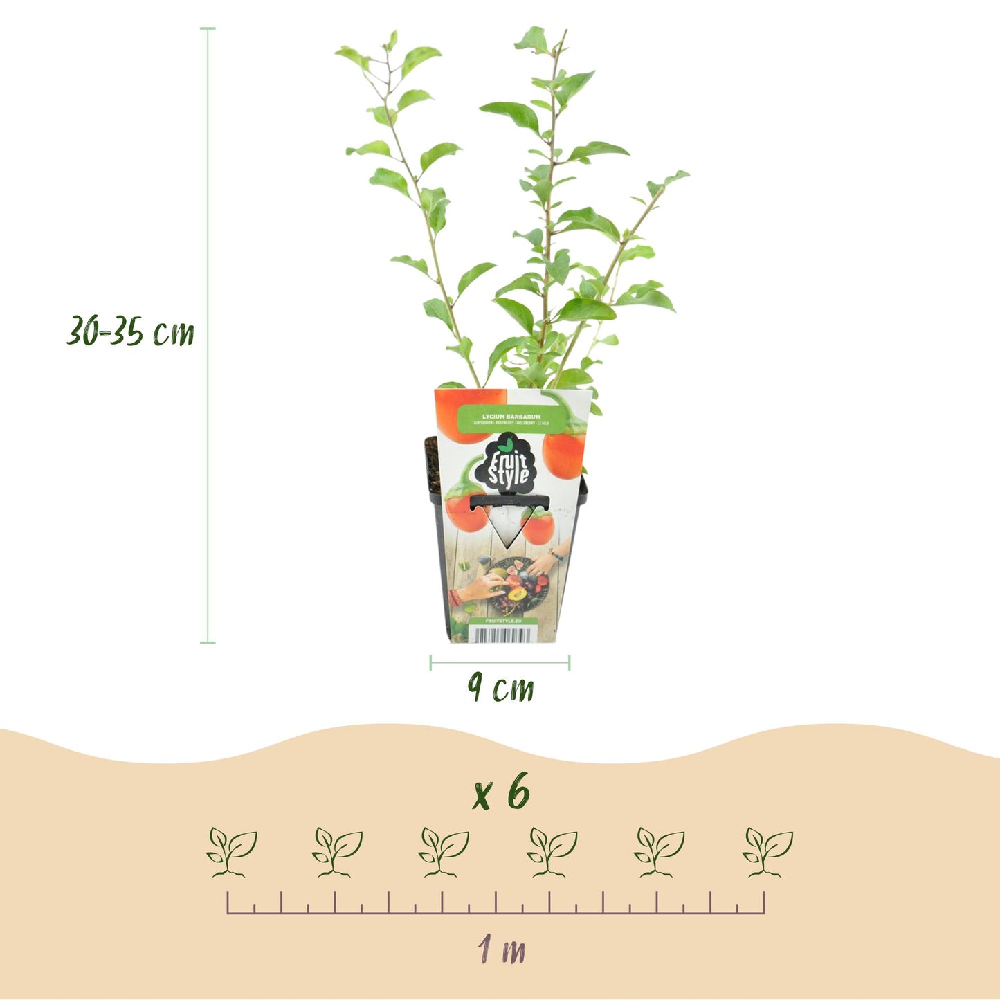 🍊 Goji Bes – Lycium barbarum | Goji Bessenplanten (6 stuks)