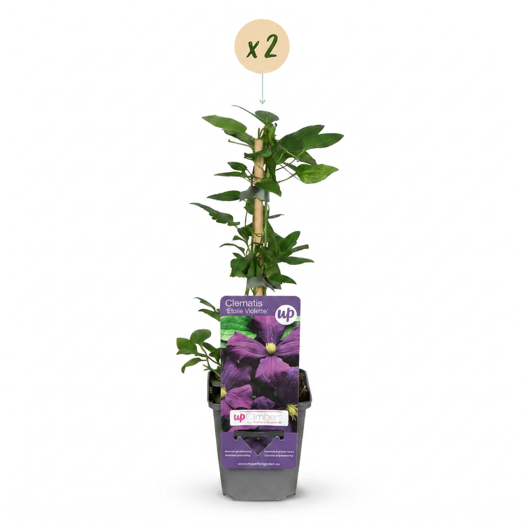 🌿 Clematis ‘Étoile Violette’ – Bosrank – Paars – Klimplant | (2 stuks)