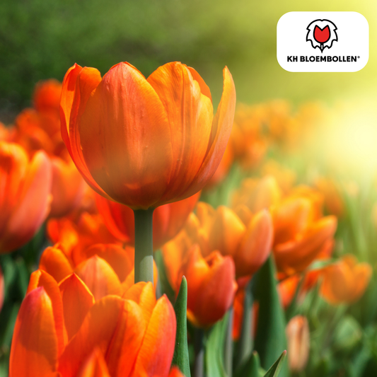 🌷 Tulpenbollen ‘Icoon’ – Oranje Dubbelbloemige Tulp (20 Stuks)