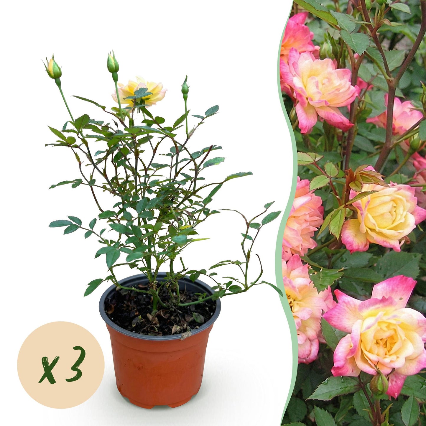 🌹 Rosa 'Tricolor Fairy' | Compacte Rozen met Geel-Roze Bloemen (3 stuks)