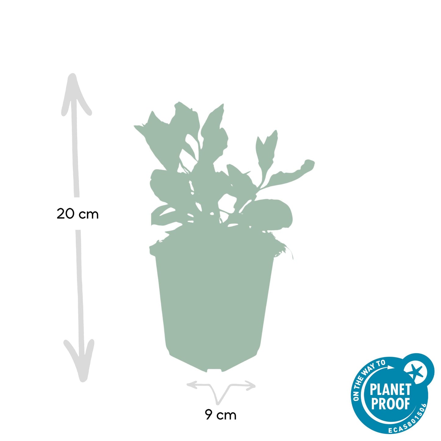 🌸 Aster ‘Asran’ – Winterharde Bloeiende Bodembedekker (24 stuks)