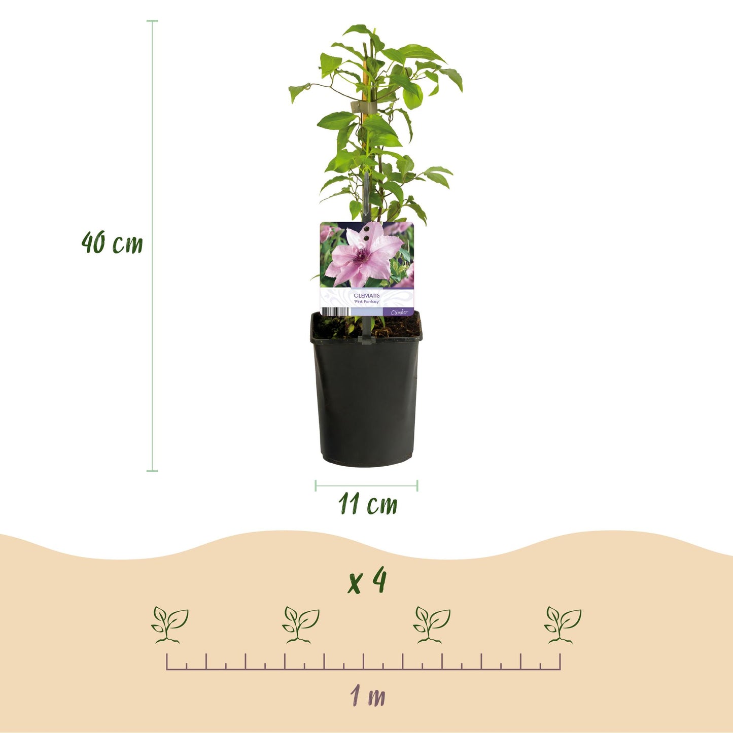 🌸 Clematis ‘Pink Fantasy’ – Klimplant (2 Stuks)