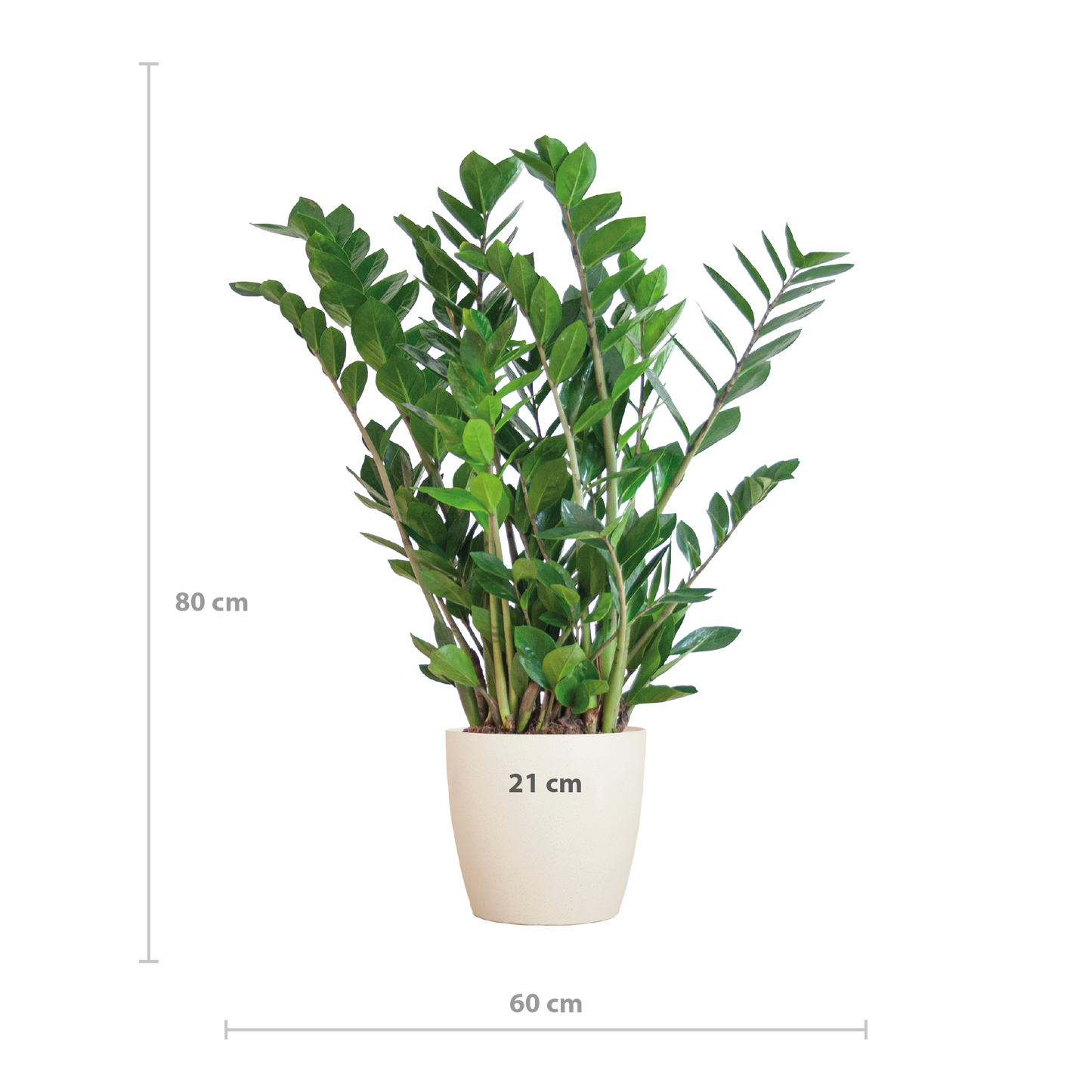 🌿 Zamioculcas Zamiifolia – ZZ Plant met Vibers Pot Wit