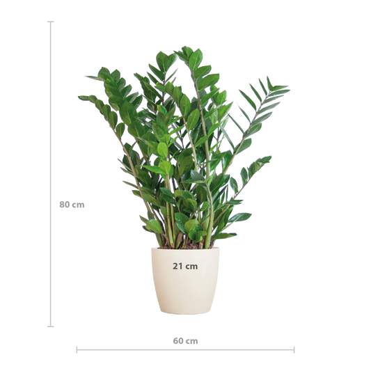 🌿 Zamioculcas Zamiifolia – ZZ Plant met Vibers Pot Wit