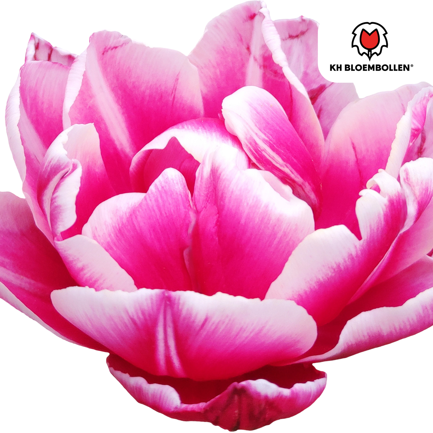 🌷 Tulpenbollen ‘Columbus’ – Roze-Witte Dubbelbloemige Pioentulp (20 Stuks)