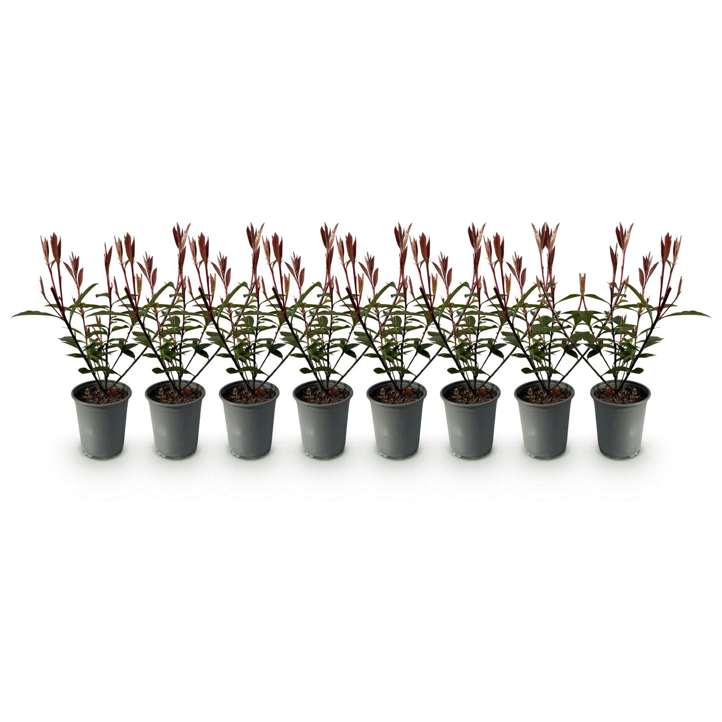 🌿 Photinia fraseri ‘Carré Rouge’ | Haagplant met Rood Blad (8 Stuks)