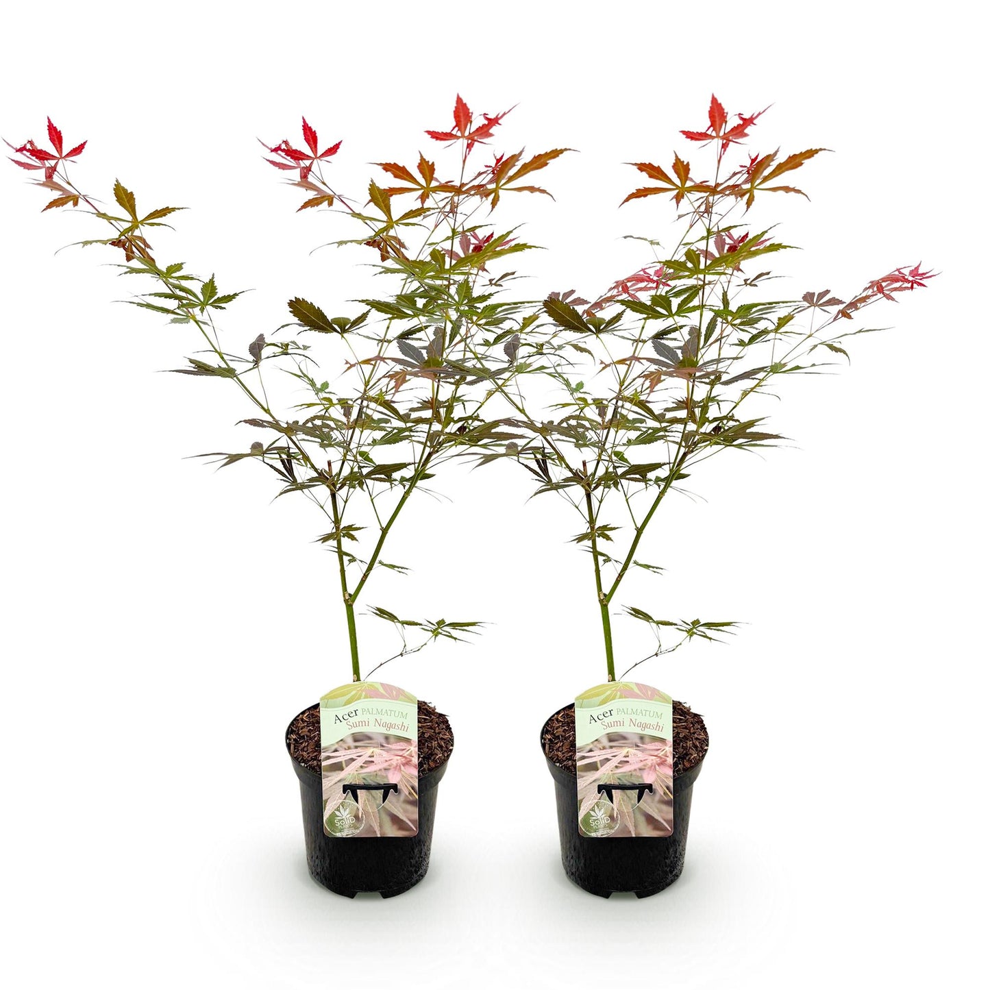 🍁 Acer palmatum ‘Sumi-nagashi’ – Rode Japanse Esdoorn | (2 stuks)