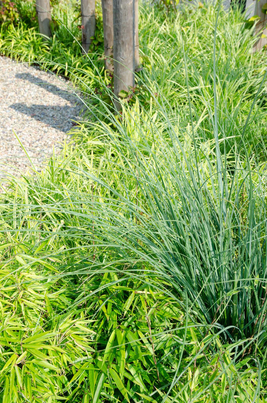 🎋 Fargesia rufa – Winterharde Niet-woekerende Bamboe