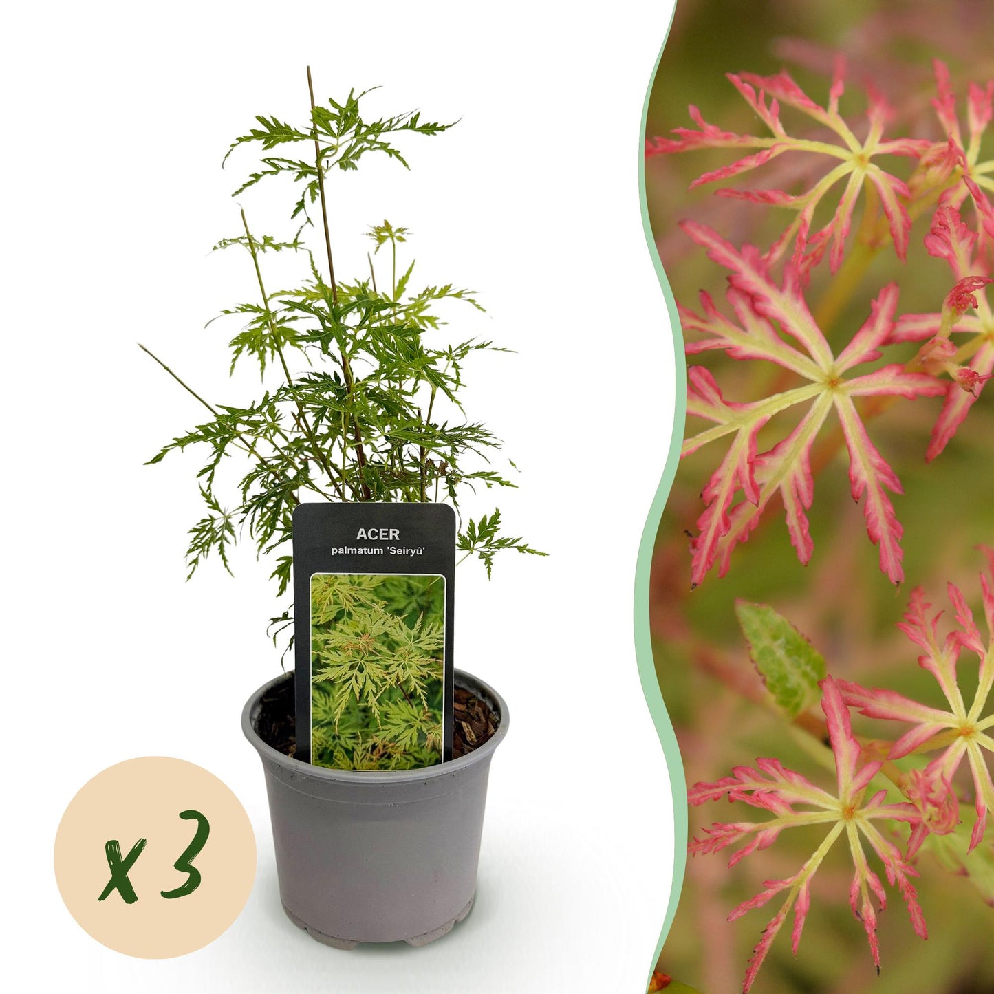 🍁 Acer palmatum ‘Seiryu’ – Japanse Esdoorn Groen (3 stuks)