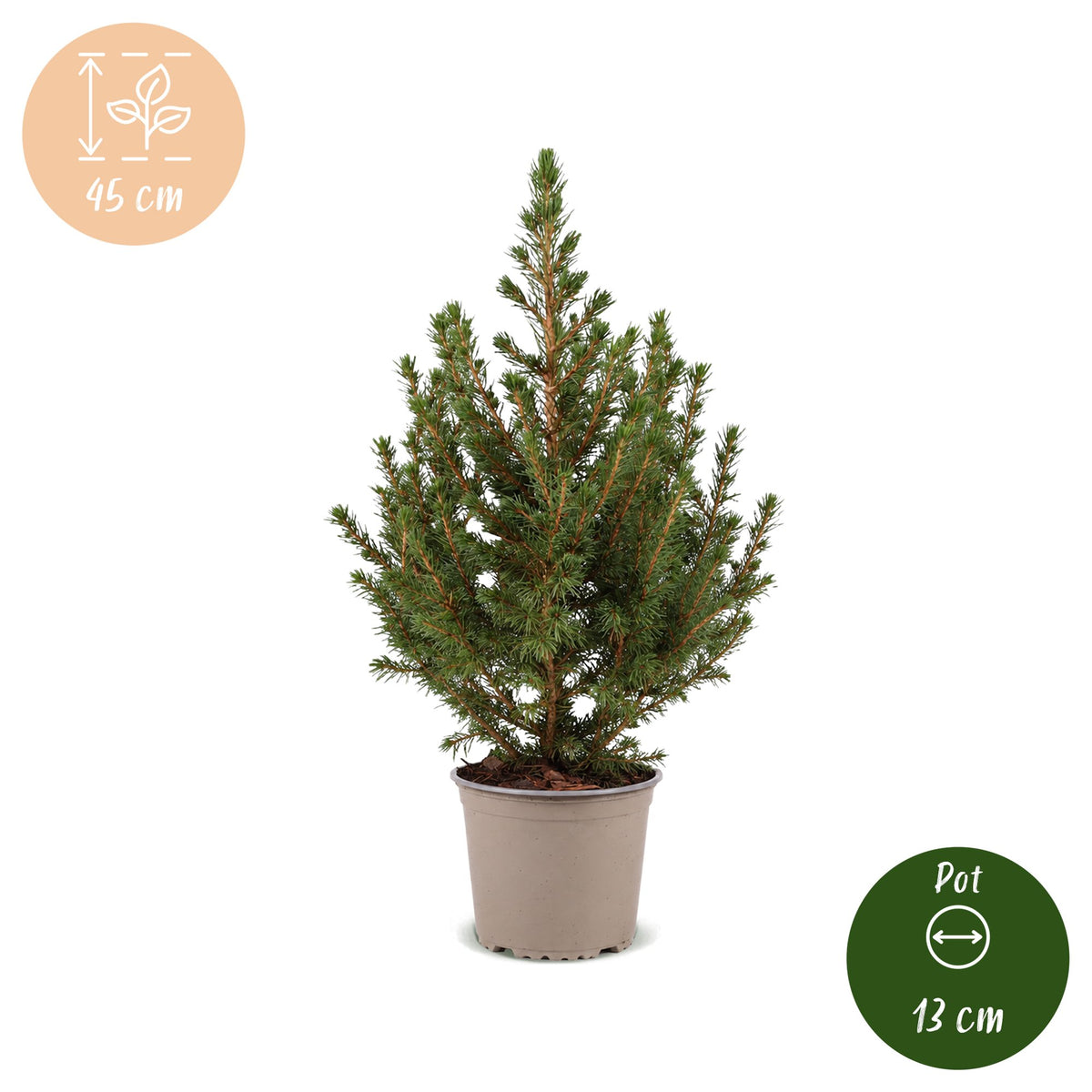 🎄 Picea glauca ‘Conica’ – Groene kegelspar | (2 stuks)