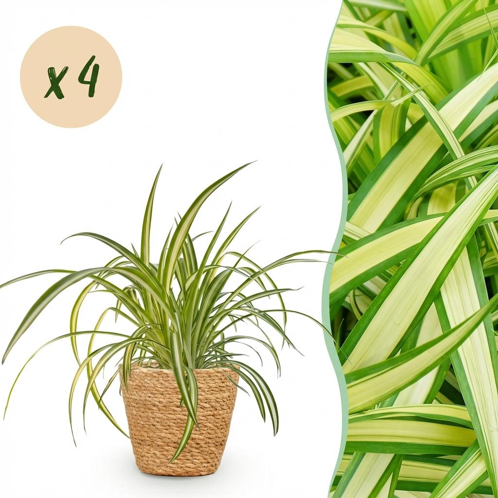 🌿 Chlorophytum comosum ‘Variegatum’ – Bonte Graslelie | (4 stuks)