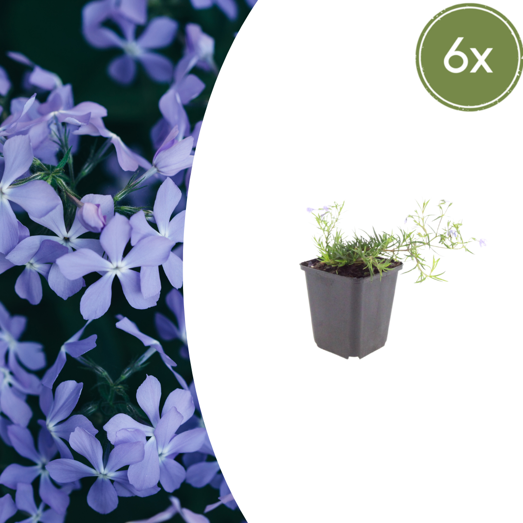 💙 Phlox subulata ‘Emerald Cushion Blue’ – Kruipphlox | (6 stuks)