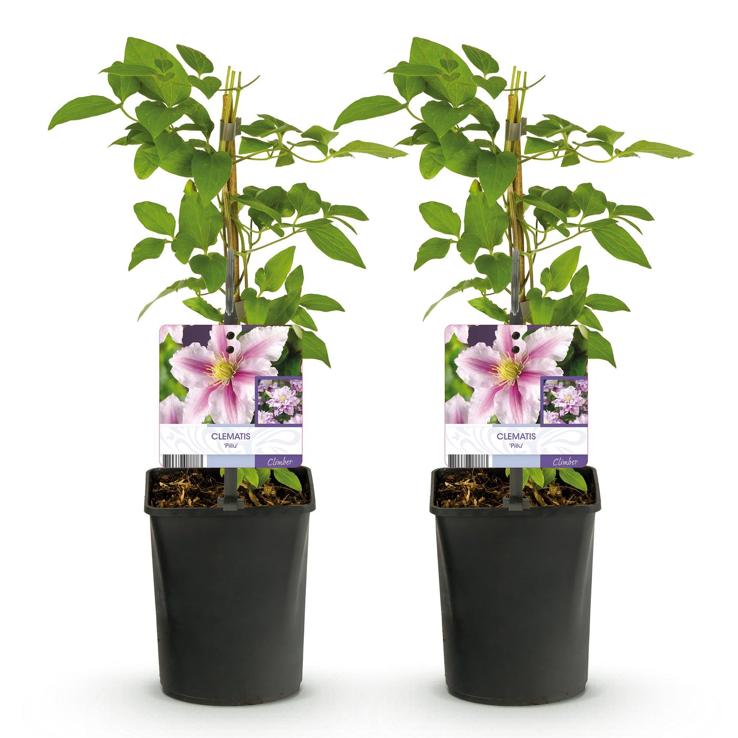 🌸 Clematis ‘Piilu’ – Klimplant (2 Stuks)