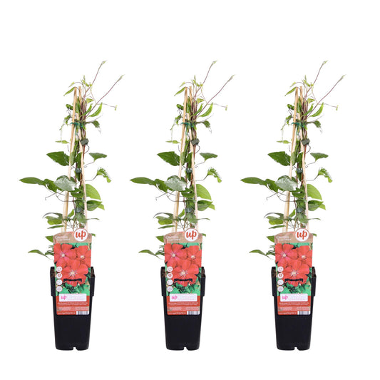 🌸 Clematis ‘Rouge Cardinal’ – Klimplant (3 Stuks)