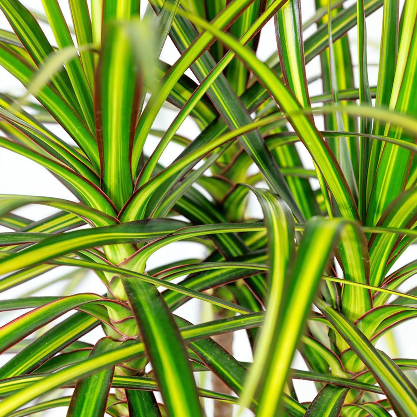 🌿 Dracaena Sunray – Drakenbloedboom met Witte Pot | Sterke Kamerplant