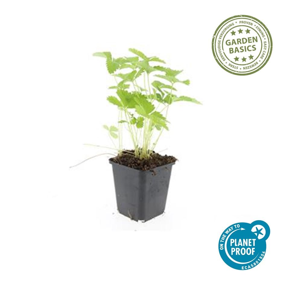 🍓 Fragaria vesca – Eetbare Aardbei – 6 Planten – Ø9 cm – ↕10–25 cm