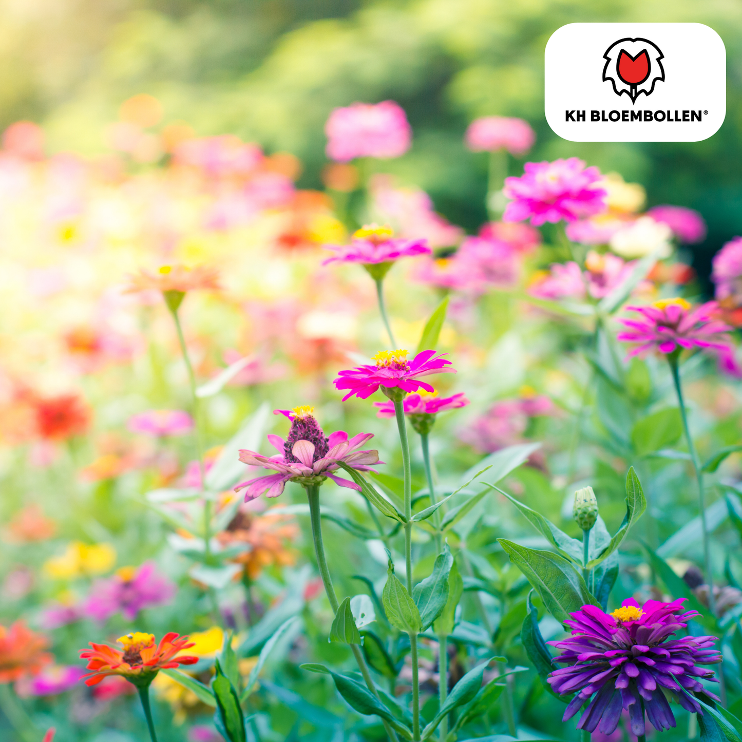 🌼 Wilde Bloemenzaad Mengsel – Bijen & Vlinders (100 g | 30–50 m²)