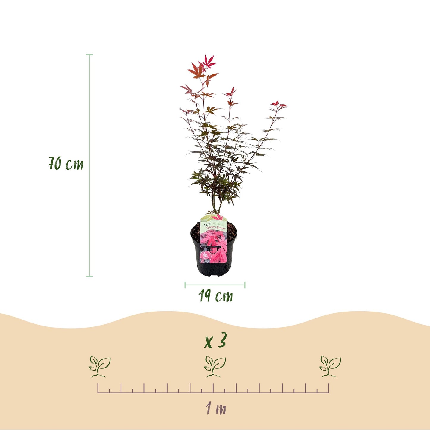 🍁 Japanse Esdoorn ‘Skeeter’s Broom’ – Paarse Bladpracht (2 Planten) – Pot Ø19 – 70 cm
