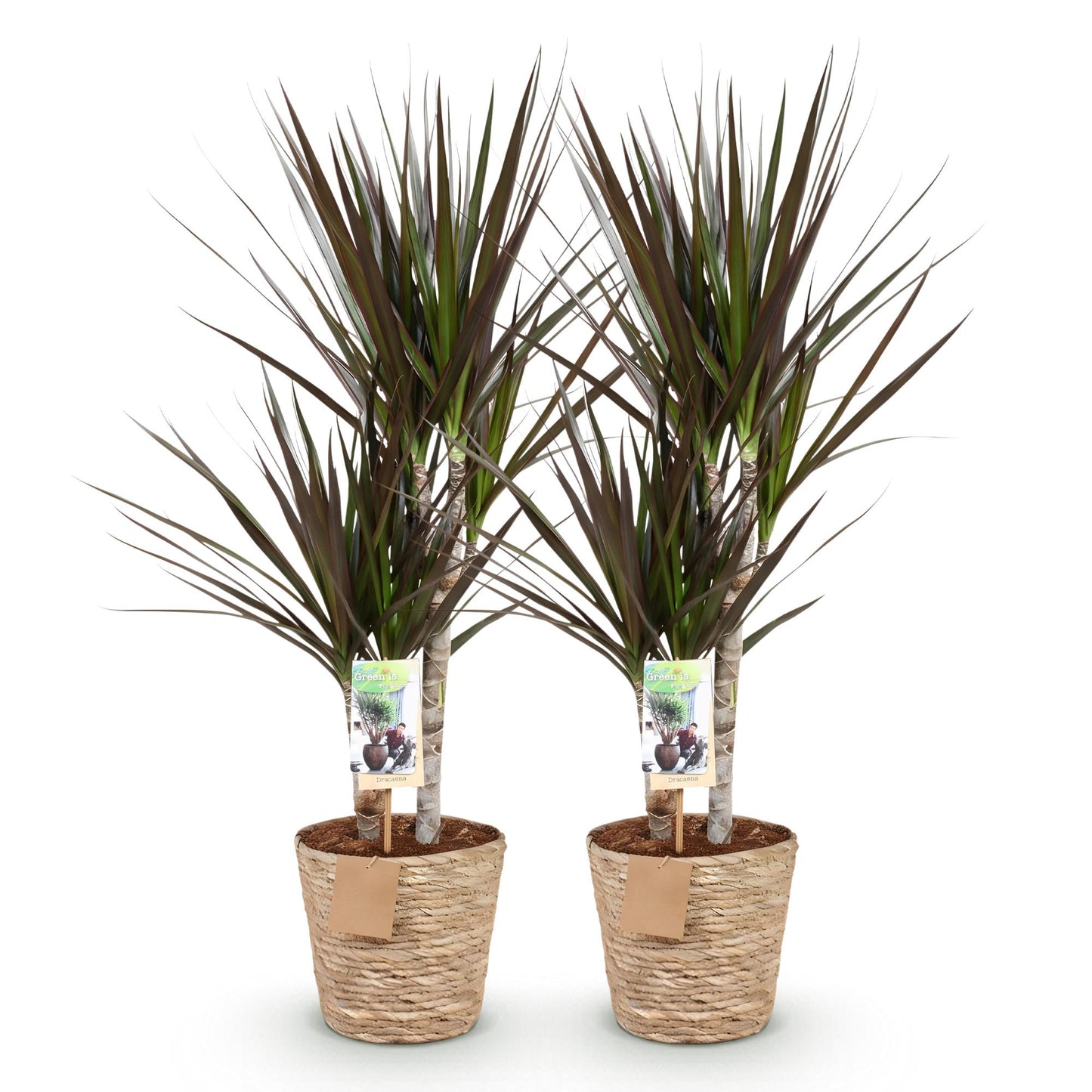🌿 Dracaena ‘Magenta’ | Drakenbloedboom met Mand (2 Stuks)