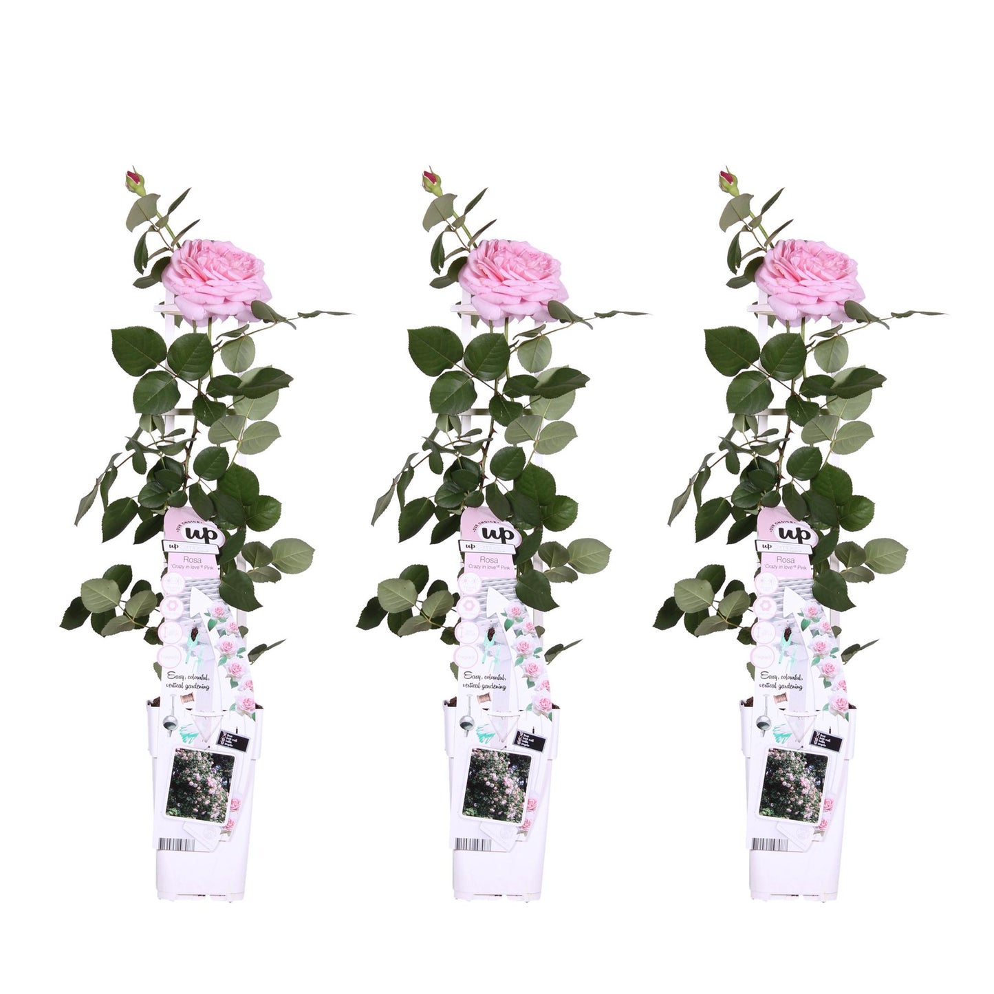 🌹 Rosa Crazy in Love ‘Pink’ – Romantische Klimroos Roze | (3 stuks)