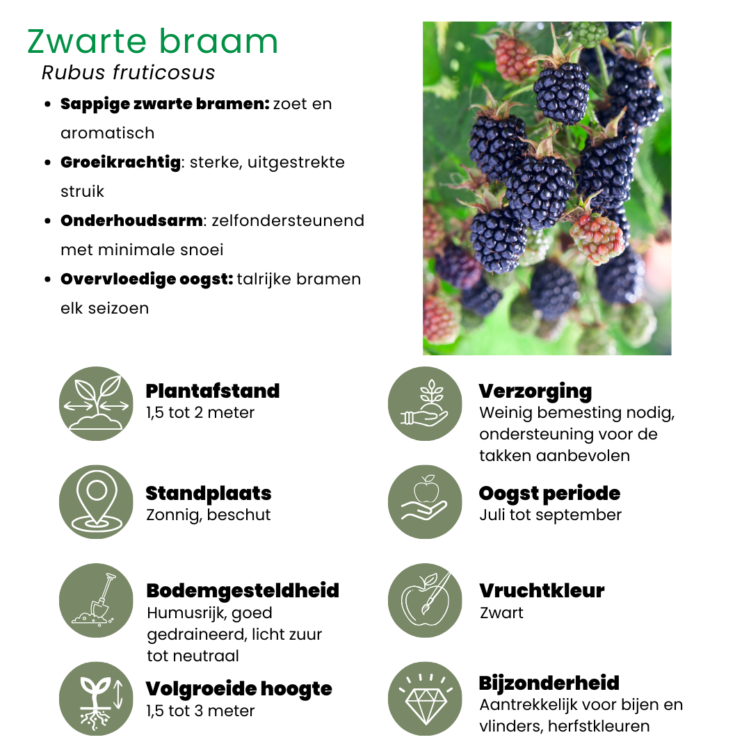 🍓 BIO Fruitplanten Mix ‘Vruchten Oase’ (5 Stuks)