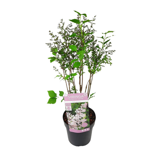 💜 Syringa patula ‘Violet Uprising’ – Compacte Sering met Paarse Bloemen
