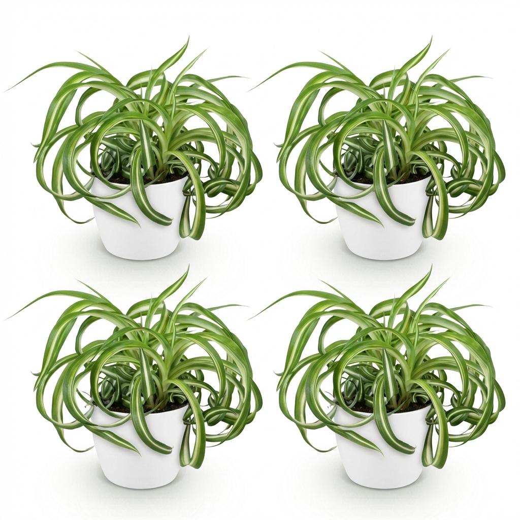Chlorophytum comosum ‘Bonnie’ – Krullende Graslelie | (4 stuks)