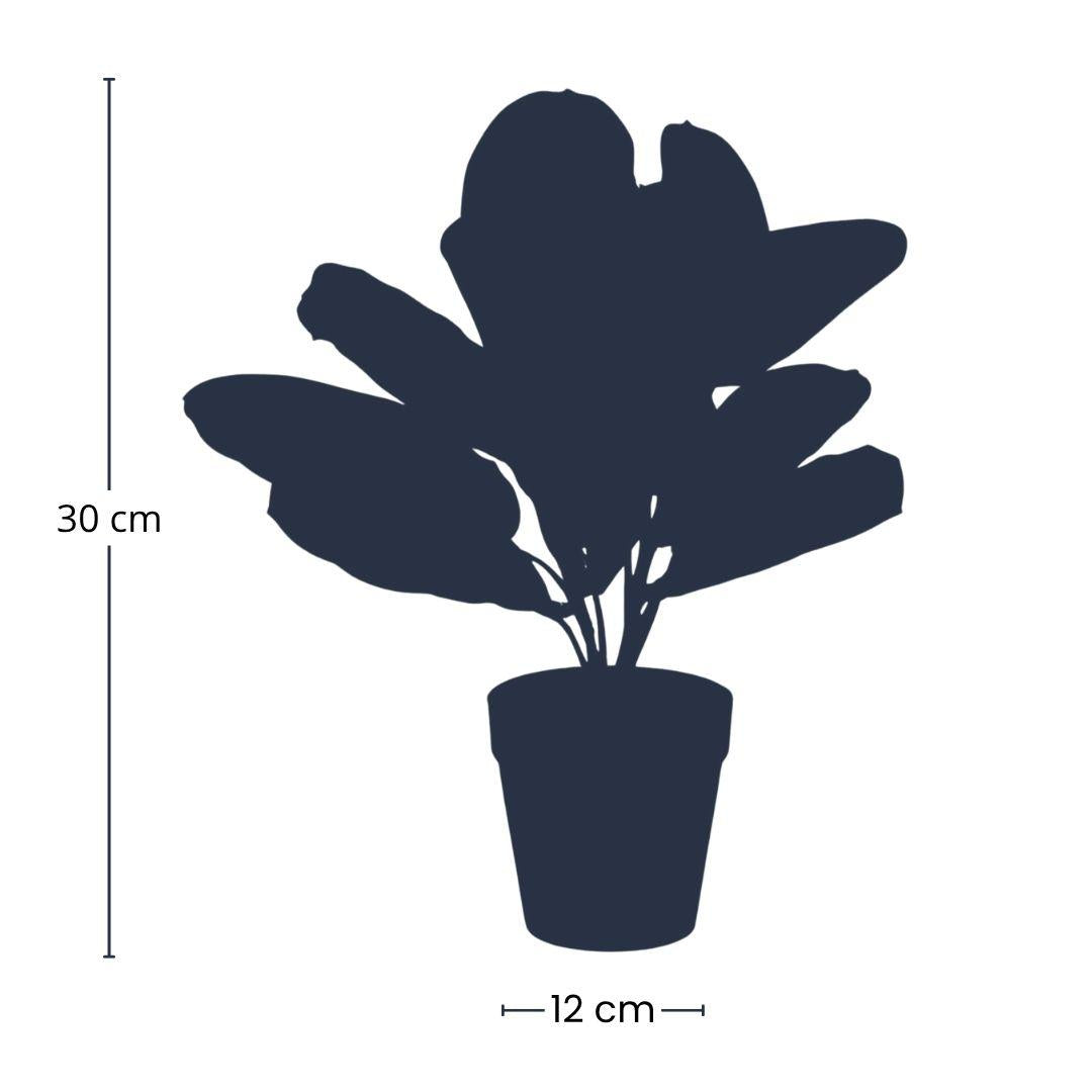 🌿 Maranta – Realistische Kunstplant in Pot (30 cm)
