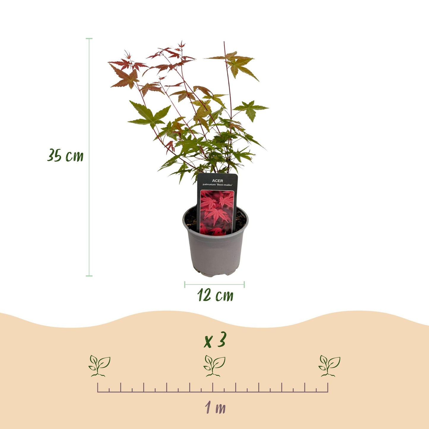 🍁 Acer palmatum ‘Tricolour’ – Japanse Esdoorn Rood-Groen-Oranje (3 stuks)