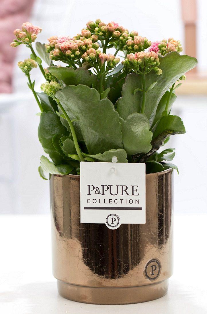 🌸 Kalanchoe Pink – In P&PURE Juliette Ceramics Goldbronze