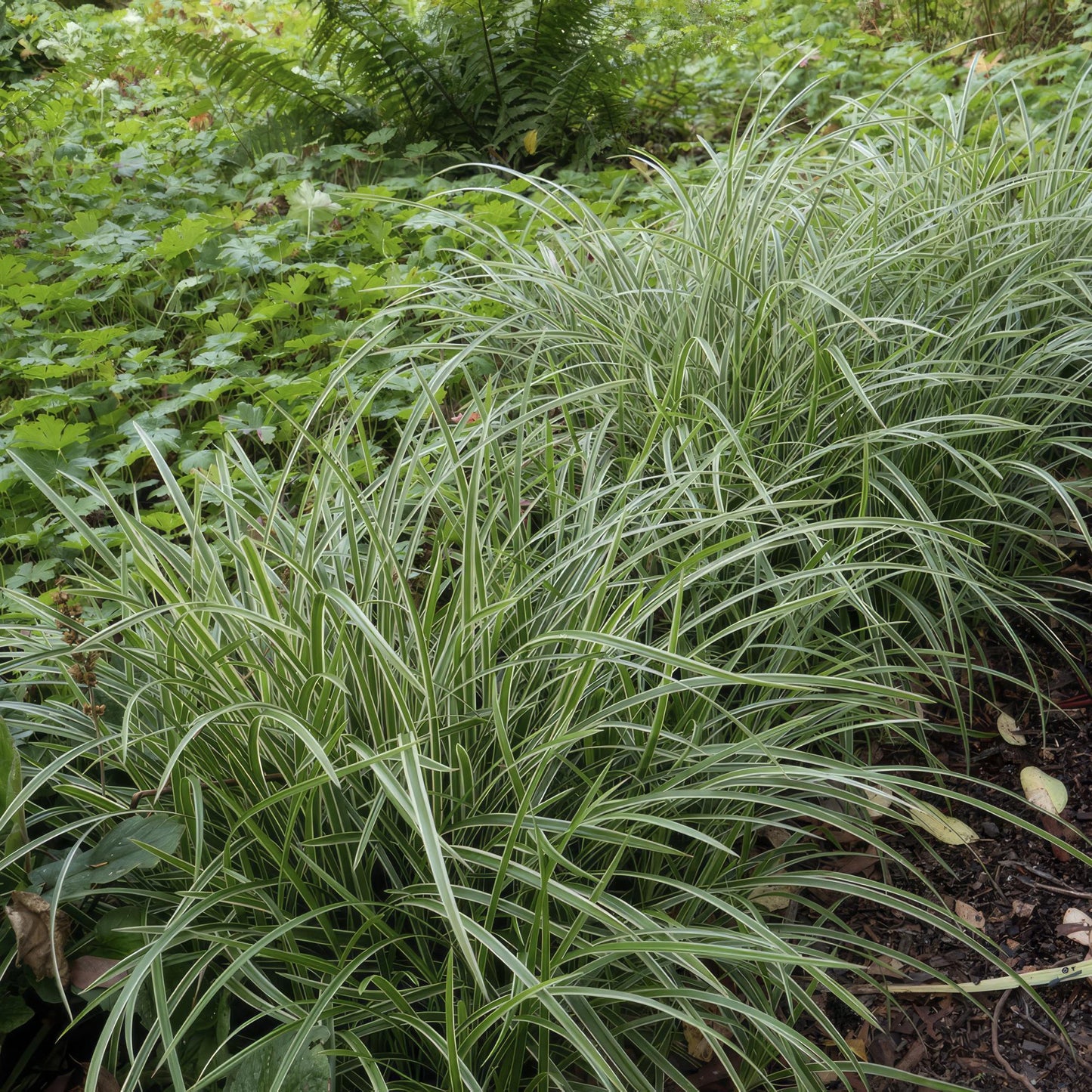 🌾 Carex ‘Ice Dance’ – Wintergroene Bodembedekker (48 stuks – ca. 4–8 m²)