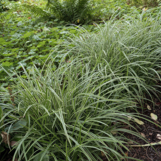 🌾 Carex ‘Ice Dance’ – Wintergroene Bodembedekker (48 stuks – ca. 4–8 m²)