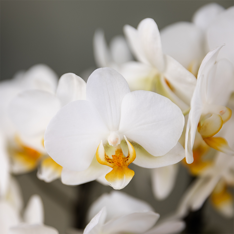 🌸 Plantenset ‘Poppy Paars’ | Orchidee & Groene Plant met Potten