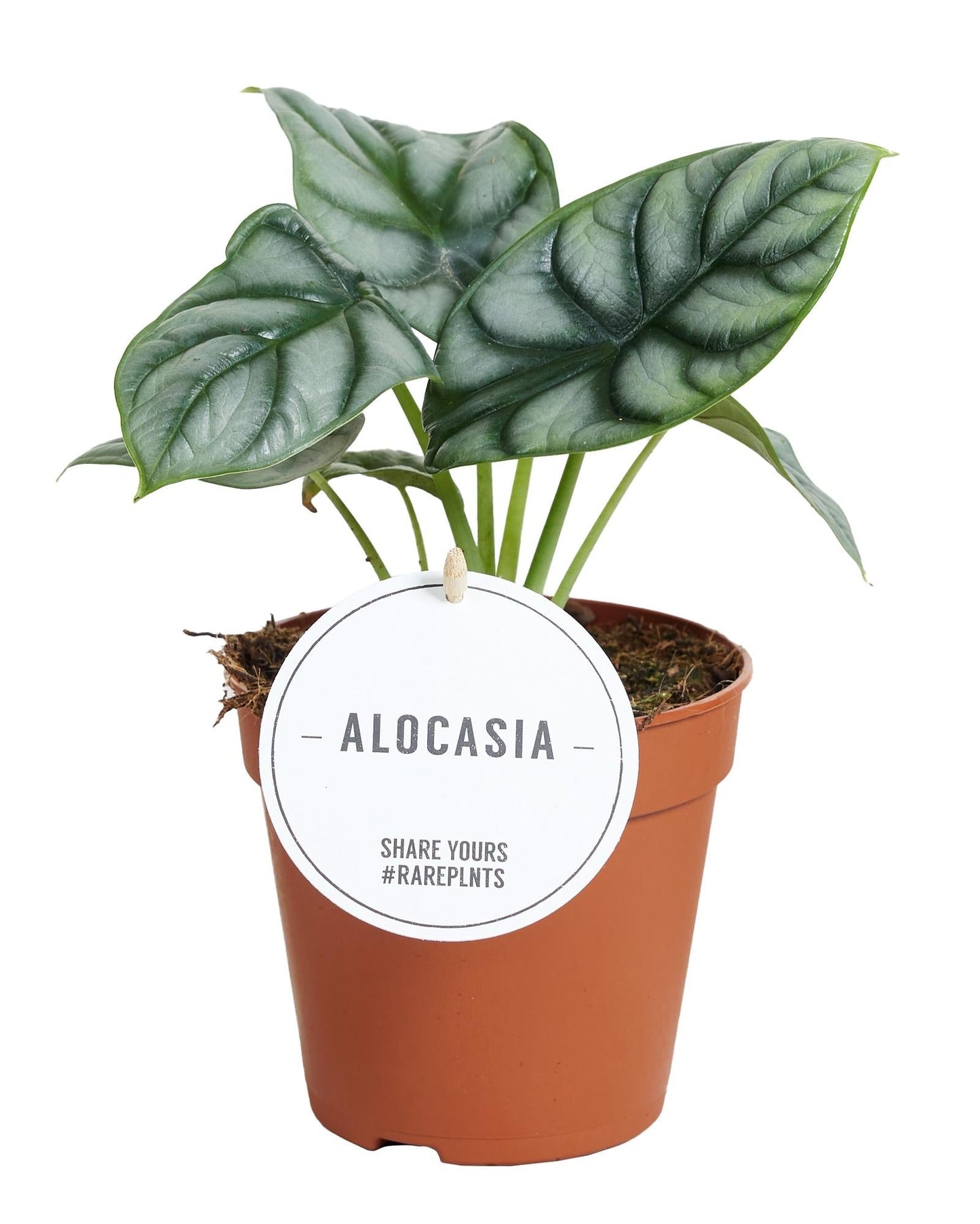 🐉 Alocasia Silver Dragon – Exotische Draakwortel