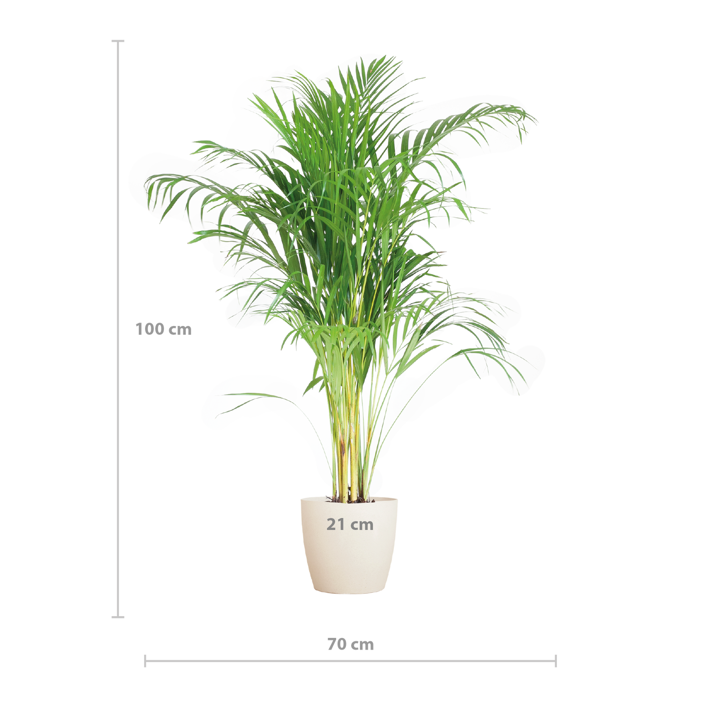 🌴 Areca Palm (Dypsis) – Goudpalm met Vibers Pot Wit