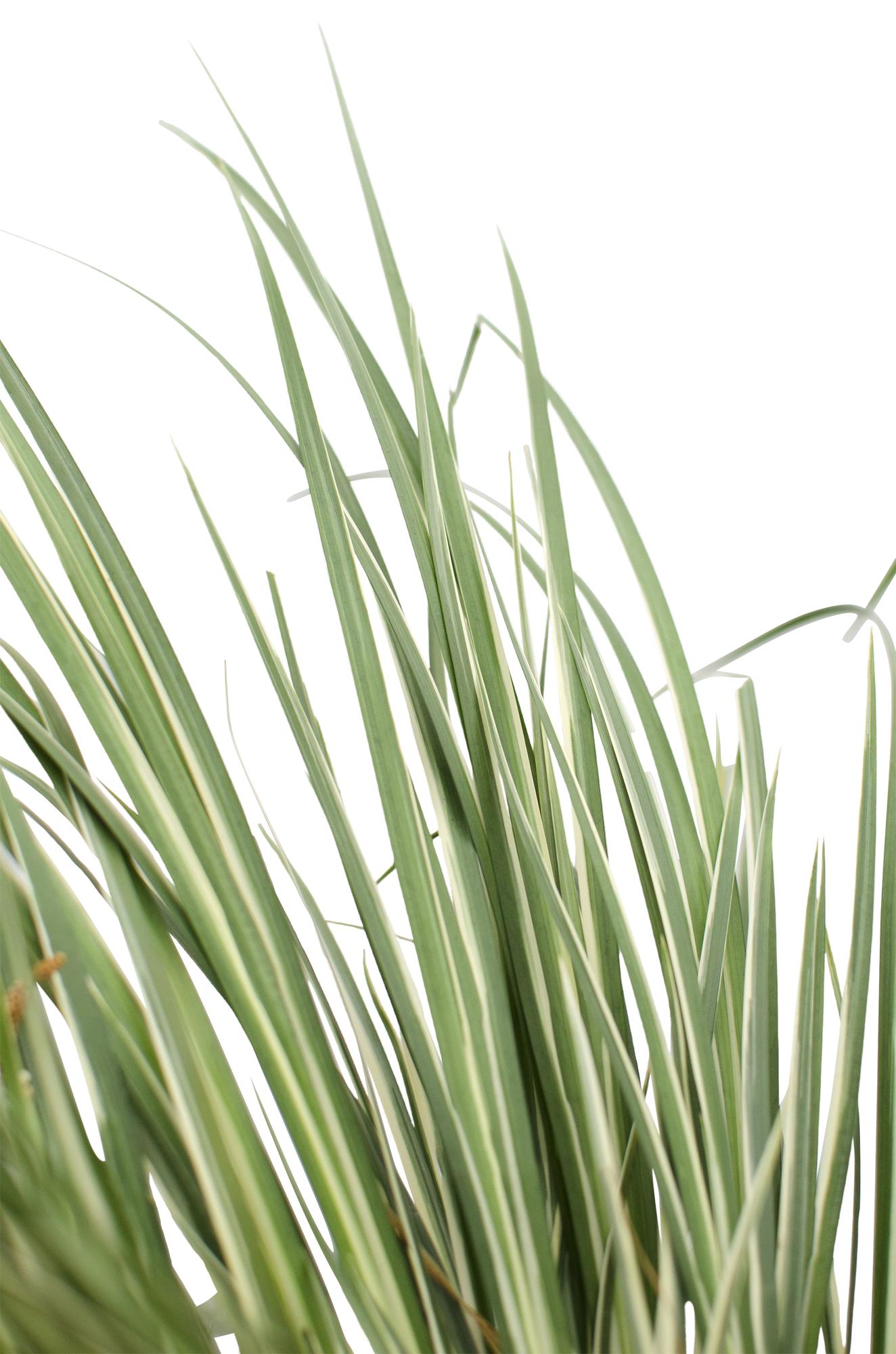 🌿 Acorus gramineus ‘Argenteostriatus’ – Bonte Japanse Kalmoes