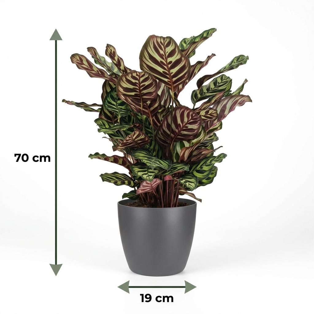 🌿 Calathea makoyana – Pauwenplant
