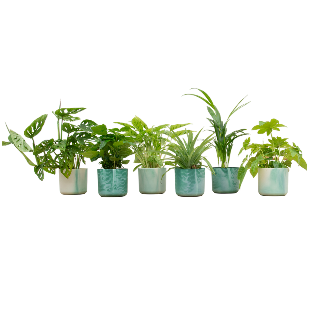 🌿 Verrassingsbox – Mix van 6 Kamerplanten met Elho Ocean Round Pot