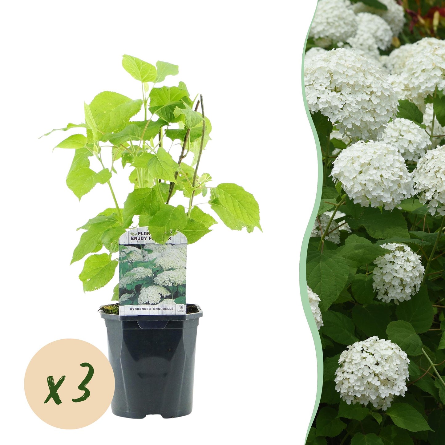 🤍 Hydrangea arborescens ‘Annabelle’ – Sneeuwbalhortensia | (3 stuks)