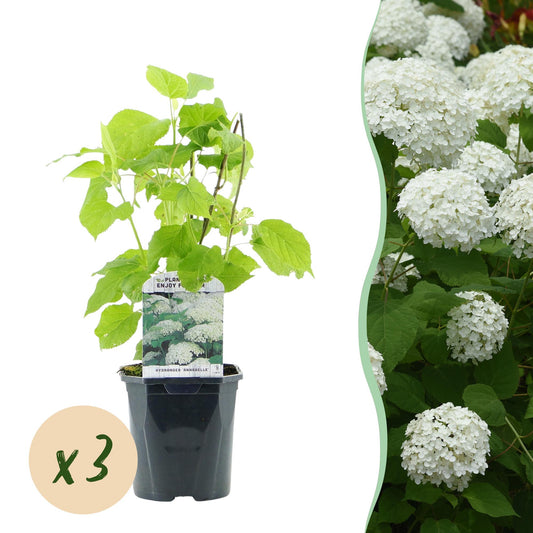 🤍 Hydrangea arborescens ‘Annabelle’ – Sneeuwbalhortensia | (3 stuks)