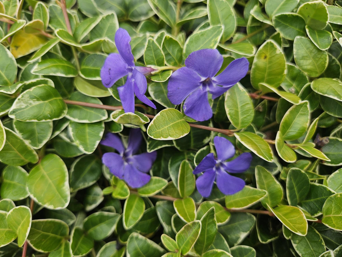 Vinca minor ‘Ralph Shugert’ – Bloeiende bodembedekker – (24 stuks)