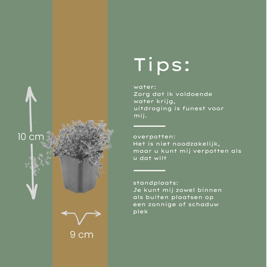 🌿 Thymus serpyllum – 12x Set | Sterke, Geurige Kruiptijm voor Zon & Terras