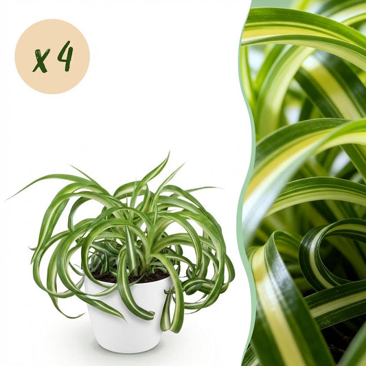 Chlorophytum comosum ‘Bonnie’ – Krullende Graslelie | (4 stuks)