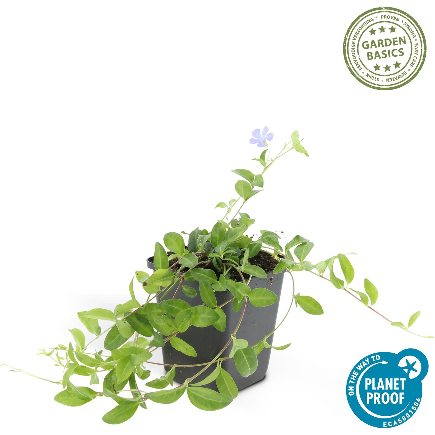 🌿 Vinca minor ‘La Grave’ – Winterharde Paarsbloeiende Bodembedekker (48 stuks – ca. 4–8 m²)